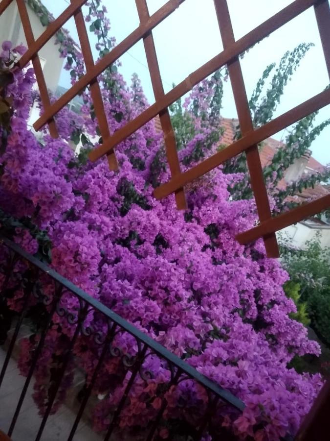 La Bouganville *